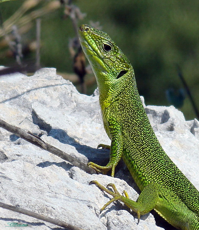 Lacerta Bilineata